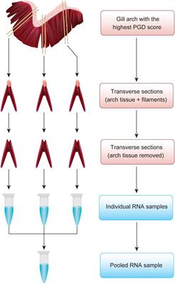 Integration of Transcriptome, Gross Morphology and Histopathology in the Gill of Sea Farmed Atlantic Salmon (Salmo salar): Lessons From Multi-Site Sampling